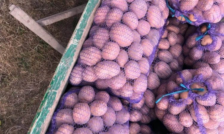 Продается товарная картошка белого и красного сортов - фото № 3