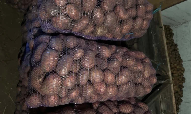 Продается качественная товарная картошка - фото № 2