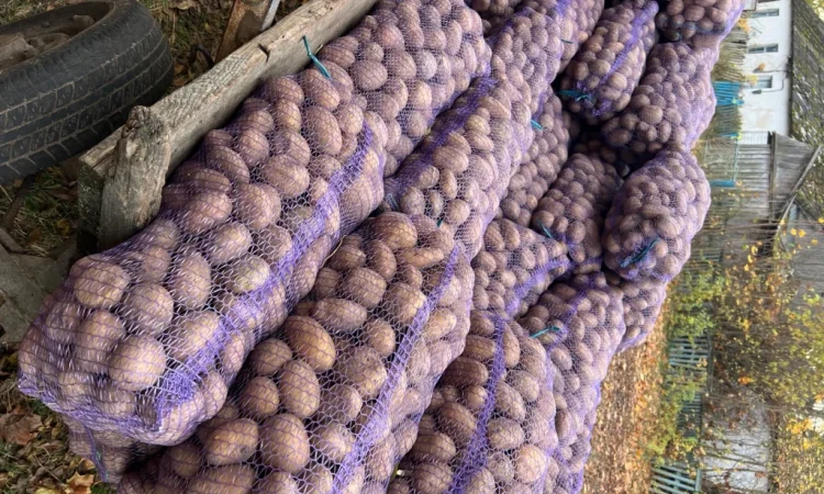 Продается качественная товарная картошка - фото № 3