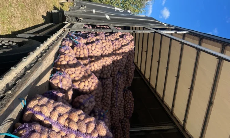 Продается качественная товарная картошка - фото № 4