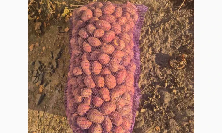 Продается семенной картофель Била Роса - фото № 1