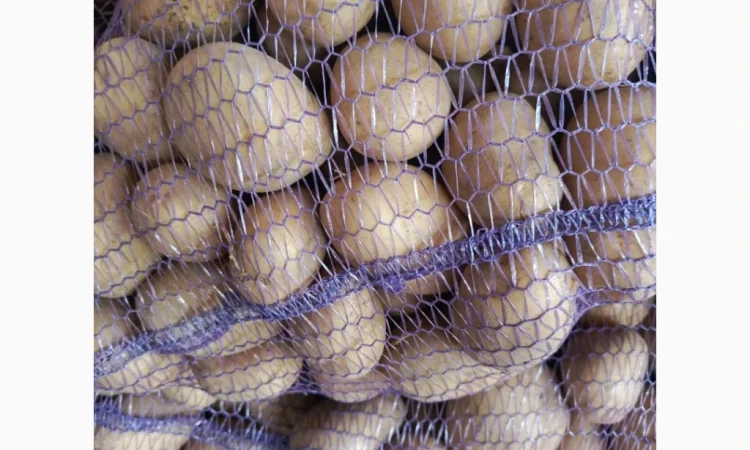 Продается семенной картофель Била Роса - фото № 2