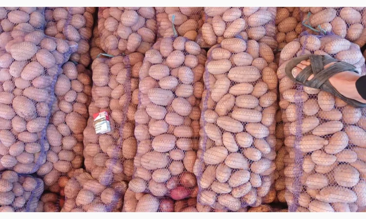 Продается семенной картофель Била Роса - фото № 3