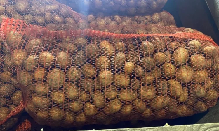 Пропонується рання картопля сортів Рівʼєра та Арізона - фото № 1