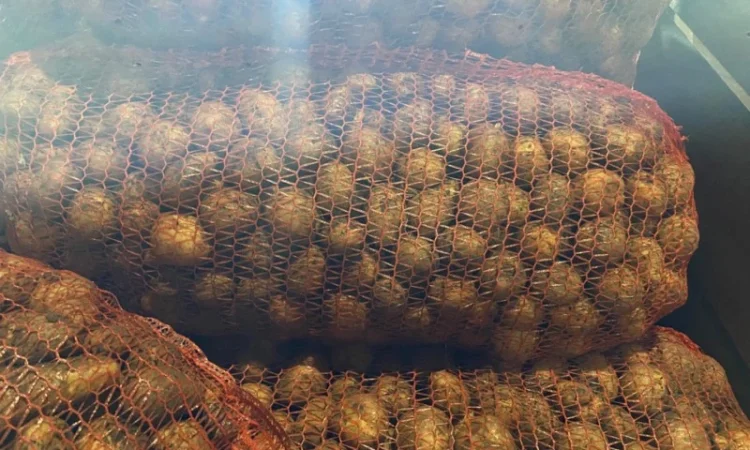 Пропонується рання картопля сортів Рівʼєра та Арізона - фото № 2