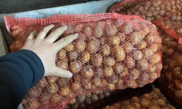 Продам насіннєву ранню картоплю сортів Рівʼєра Арізона - фото № 3