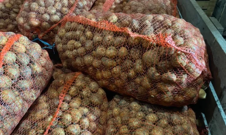 Пропонується рання картопля сортів Рівʼєра та Арізона - фото № 4