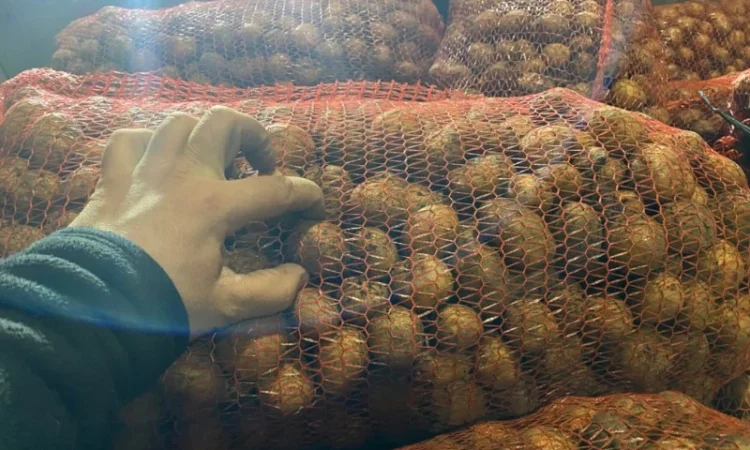 Пропонується рання картопля сортів Рівʼєра та Арізона - фото № 5