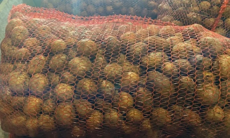 Пропонується рання картопля сортів Рівʼєра та Арізона - фото № 6