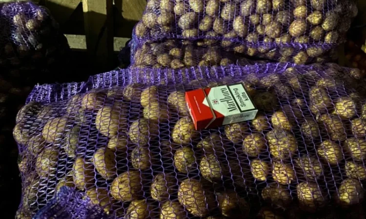 Пропонується рання картопля сортів Рівʼєра та Арізона - фото № 7