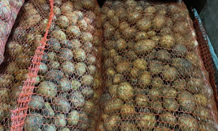 Пропонується рання картопля сортів Рівʼєра та Арізона - фото № 8