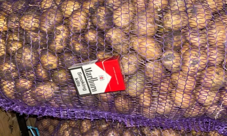 Пропонується рання картопля сортів Рівʼєра та Арізона - фото № 9