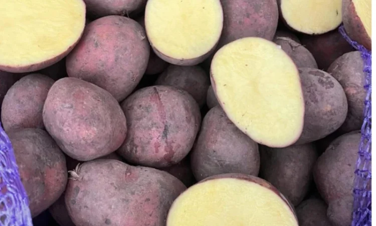 Пропонується сортова насіннєва картопля - фото № 1