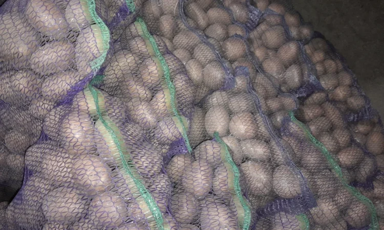 Продается товарная картошка оптом - фото № 1