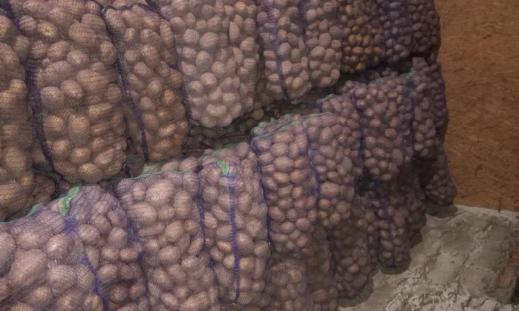 Продается товарная картошка оптом - фото № 2