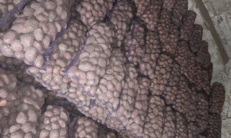 Продается товарная картошка оптом - фото № 3