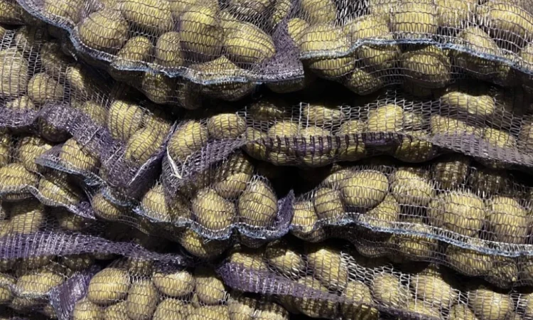 Продаж посадкової картоплі сорту Рівʼєра - фото № 1