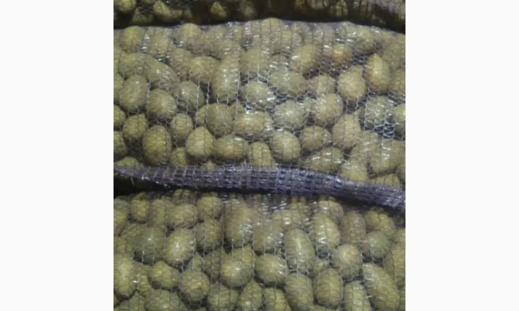 Пропонується посадкова картопля - фото № 1