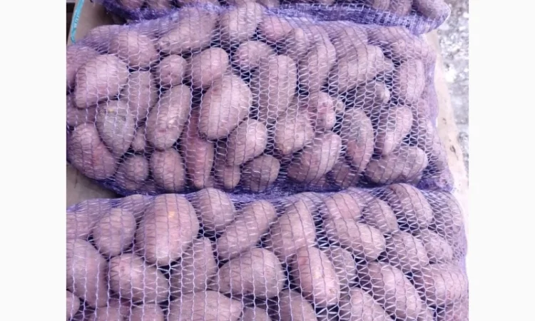 Продается семенная картошка различных сортов - фото № 2