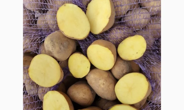 Куплю товарную картошку оптом от 20 тонн - фото № 1