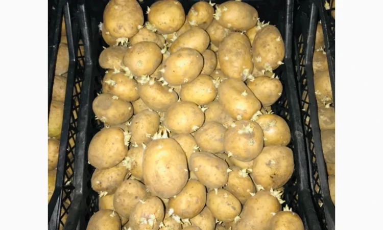 Продам семенной картофель 2 репродукция ривьера - фото № 2