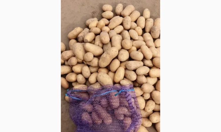 Продажа семенного картофеля сорта Раномі - фото № 1
