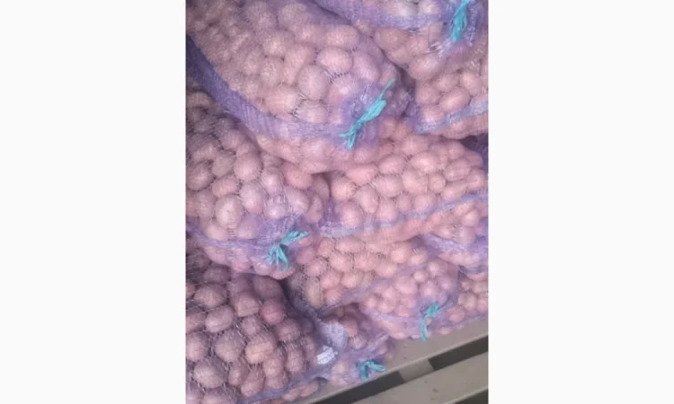 Продажа семенного картофеля сорта Раномі - фото № 2