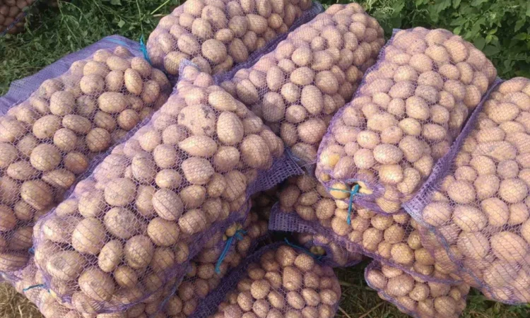 Продажа семенного картофеля сорта Раномі - фото № 5