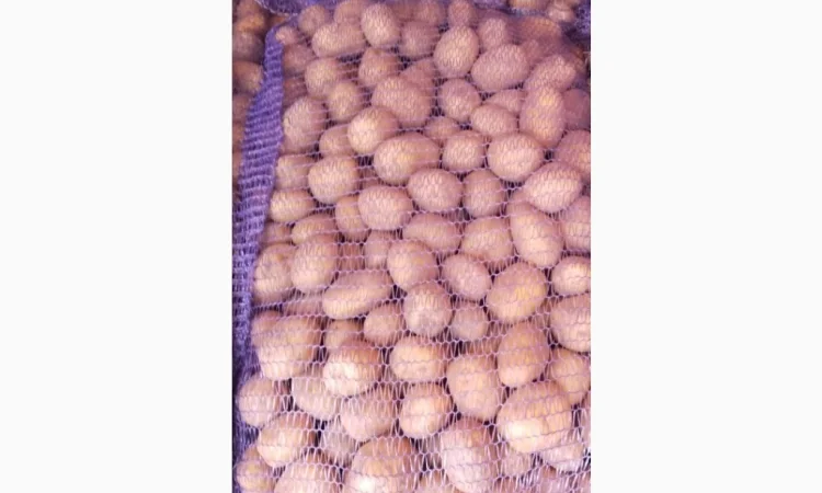 Продажа семенного картофеля сорта Раномі - фото № 6