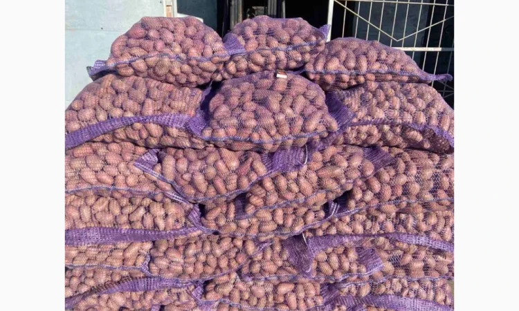 Продаж картоплі сортів Коломбо та Ред Леді - фото № 1