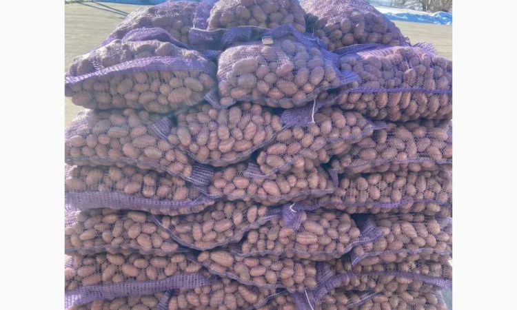 Продаж картоплі сортів Коломбо та Ред Леді - фото № 2