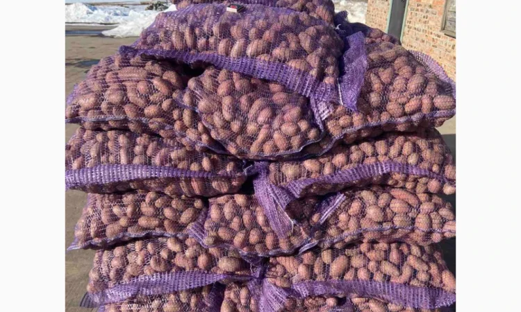 Продаж картоплі сортів Коломбо та Ред Леді - фото № 3