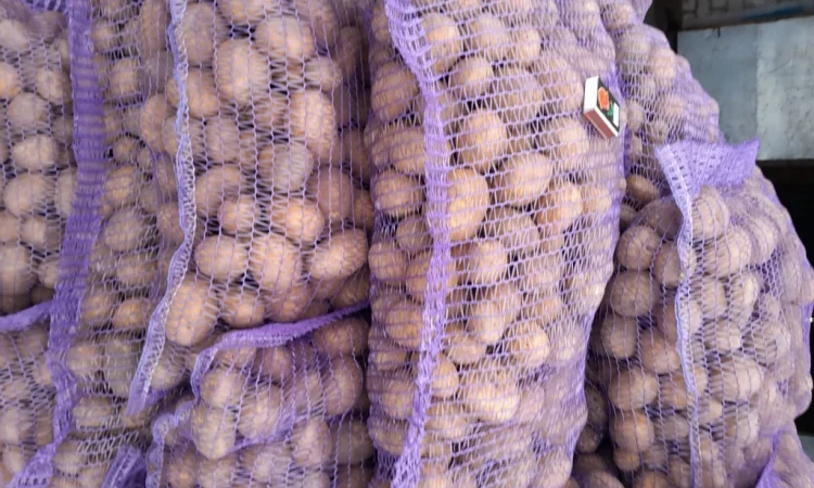 Продаж картоплі сортів Коломбо та Ред Леді - фото № 5