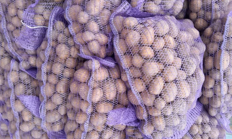 Продаж картоплі сортів Коломбо та Ред Леді - фото № 6