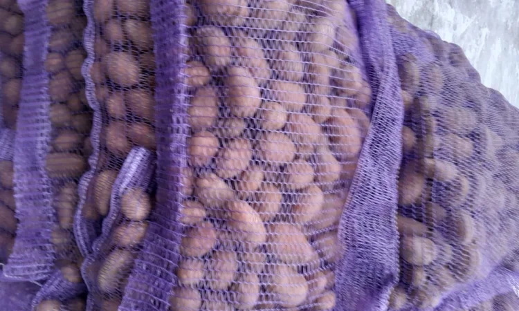 Пропонується картопля сортів Коломбо і Ред Леді - фото № 1