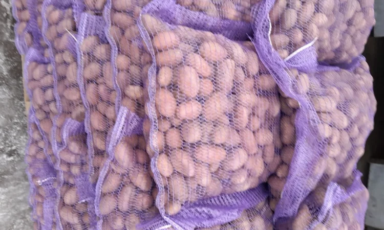 Пропонується картопля сортів Коломбо і Ред Леді - фото № 10