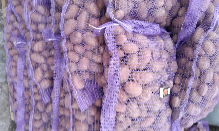 Пропонується картопля сортів Коломбо і Ред Леді - фото № 11