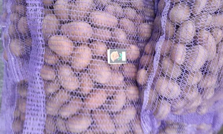 Пропонується картопля сортів Коломбо і Ред Леді - фото № 12