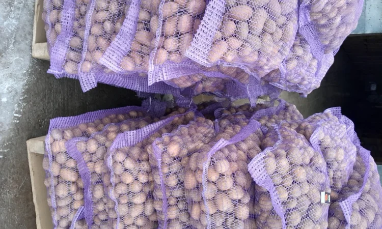 Пропонується картопля сортів Коломбо і Ред Леді - фото № 2