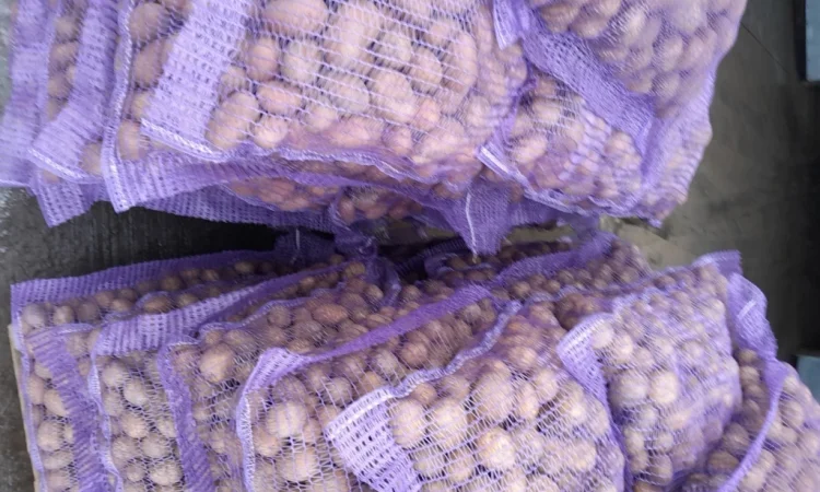 Пропонується картопля сортів Коломбо і Ред Леді - фото № 3