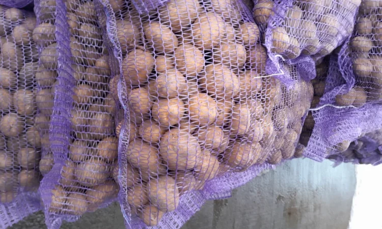 Пропонується картопля сортів Коломбо і Ред Леді - фото № 4