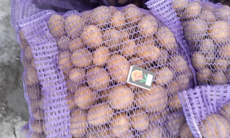 Пропонується картопля сортів Коломбо і Ред Леді - фото № 7