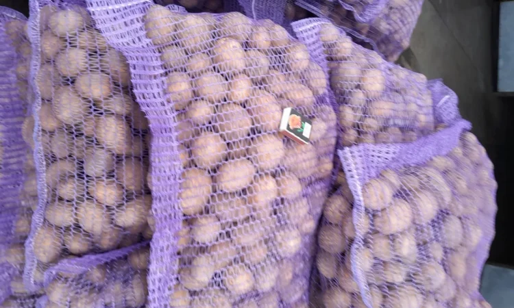 Пропонується картопля сортів Коломбо і Ред Леді - фото № 8