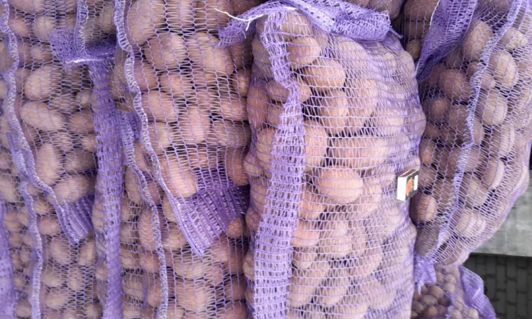 Пропонується картопля сортів Коломбо і Ред Леді - фото № 9