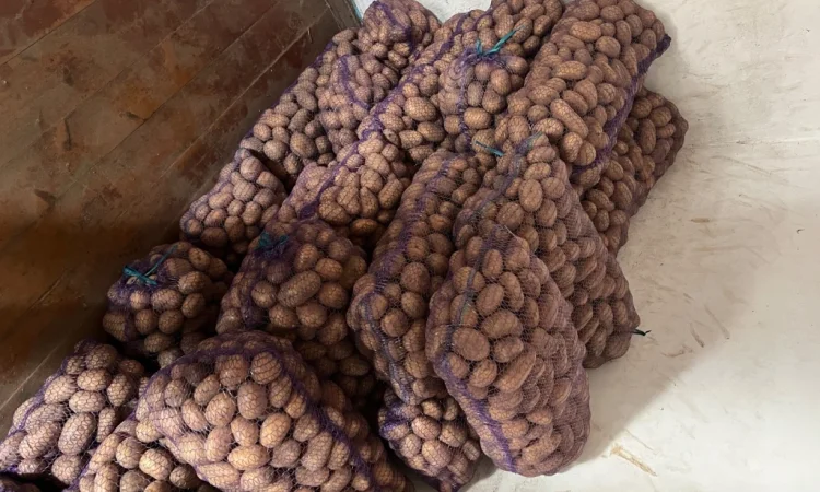 Продается крупная картошка - фото № 2