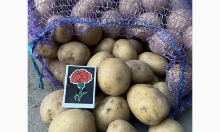 Продается семенной картофель сорта Ривьера отличного качества - фото № 2