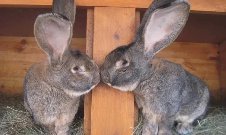 Продам кроликов бельгийский великан живой вес - фото № 1