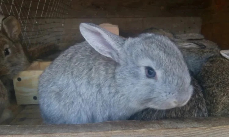 Кролики живой вес, удобрение и т.д. - фото № 1