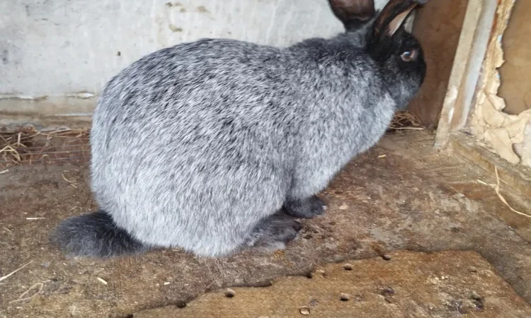 Продам кроликов Полтавская серебро живой вес - фото № 1