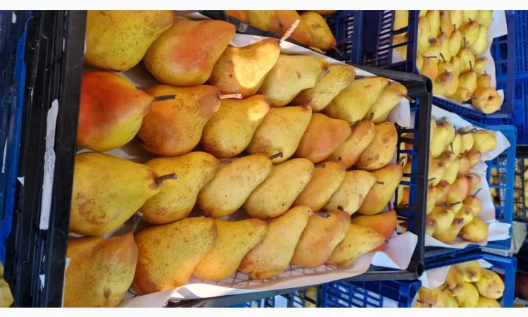 Продается груша сорта Яблунівська - фото № 1